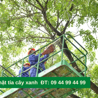 dịch vụ chặt tỉa cây xanh tại TpHCM